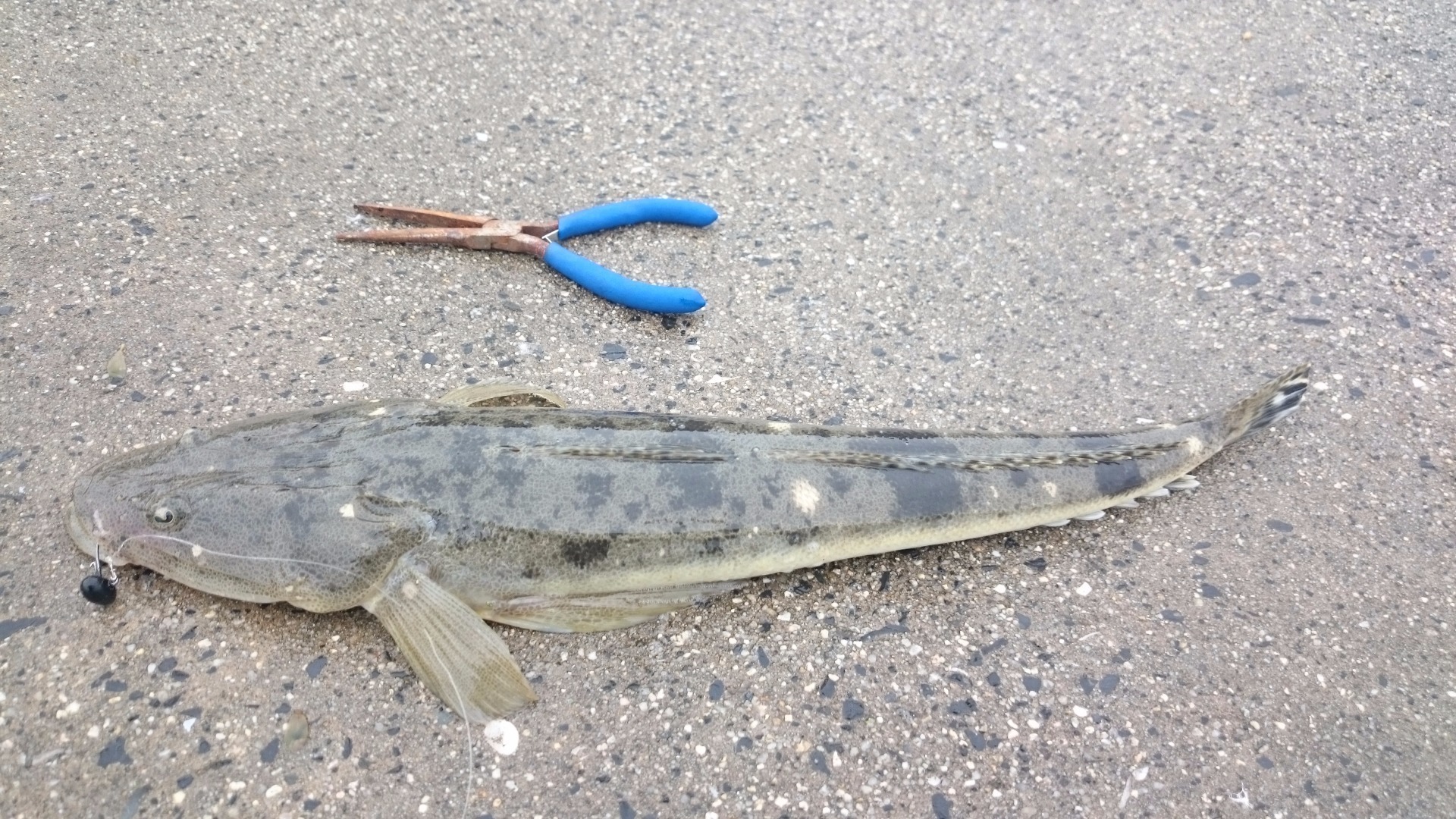 山口県 マゴチ釣り 山口県でゆるい釣りしてます ゆるまる適当下手釣りブログ